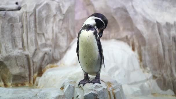 Penguen Kıyıda Kendini Kenarında Temizler Akvaryumda Temizlenen Deniz Kuşu — Stok video