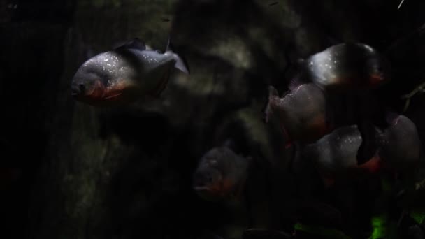 Sluiten Van Piranha Zwemmen Rivier Gevaarlijke Vissen Die Zoet Water — Stockvideo