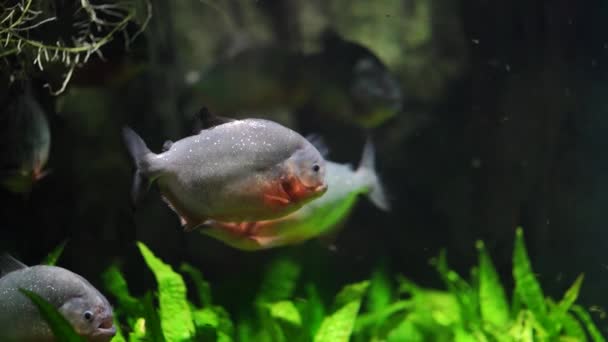 Primer Plano Pirañas Nadando Río Peces Peligrosos Nadando Agua Dulce — Vídeo de stock