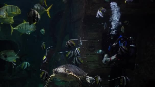 2020年12月8日 俄罗斯沃罗涅日 潜水者与大海龟和其他鱼类在水族馆游泳 — 图库视频影像