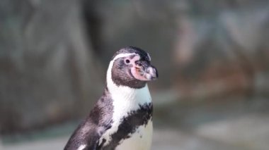 Çevrede oturan sevimli penguen portresi. Deniz kuşu etrafına bakıyor..