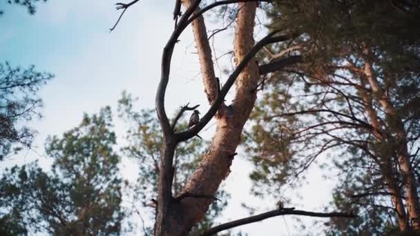 Pájaro carpintero golpea en el árbol, sentado en la rama. — Vídeos de Stock