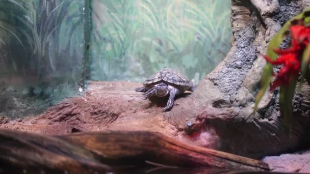 Petite tortue assise dans l'aquarium. Représentant des reptiles se reposant sur le rivage dans un enclos. — Video