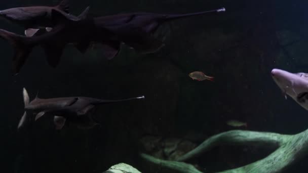 パドリーフスの近くの川で泳ぐ 淡水で泳ぐ面白い魚 ストック動画 C Epidemiks パドリーフスの近くの川で泳ぐ 淡水で泳ぐ面白い魚 ストック動画 C Epidemiks