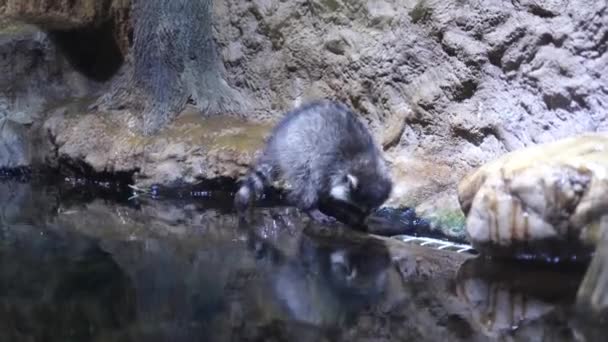 Lindo mapache come, sentado en la costa de piedra cerca del agua en el recinto — Vídeo de stock