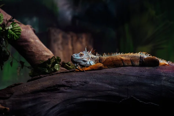 Cute Iguana Lying Tree Enclosure Large Herbivorous Lizard Resting Trunk — Stock Photo, Image
