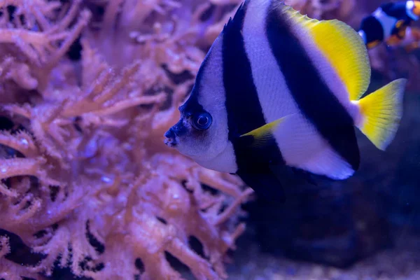 Close up of striped fish swim in ocean. Zanclus cornutus among corals in water