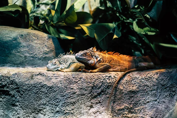 Iguanas Bonitos Deitado Rocha Recinto Lagartos Herbívoros Grandes Que Descansam — Fotografia de Stock