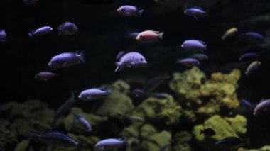 Cichlasoma 'yı suya koy. Kırmızı şeytan cichlid diğerleriyle akvaryumda yüzüyor..