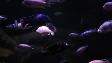 Bir sürü balıkla sualtı dünyasını kapatın. Bir grup cichlid akvaryumda yüzer..