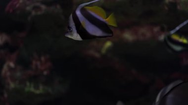 Okyanusta yüzen çizgili balıklara yakın. Sudaki mercanlar arasında Zanclus cornutus.