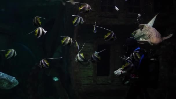 2020年12月8日 俄罗斯沃罗涅日 潜水者在水族馆游泳和喂鱼 — 图库视频影像