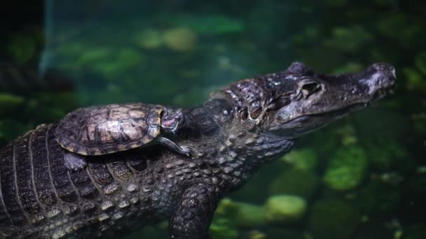鳄鱼与小海龟在水里的近距离接触 爬行动物的代表靠在危险的掠食者上 — 图库视频影像