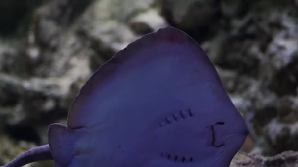 小黄貂鱼在水族馆里游泳 淡水鱼的特写 — 图库视频影像