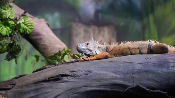 Mignon Iguane Couché Sur Arbre Dans Enceinte Grand Lézard Herbivore — Video