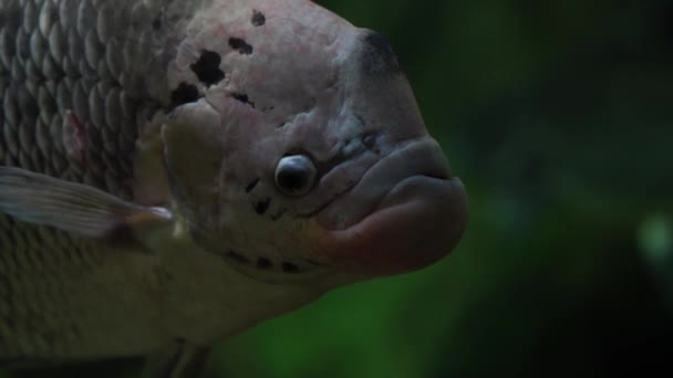Primo Piano Gourami Gigante Acqua Ritratto Pesce Commerciale Nel Fiume — Video Stock