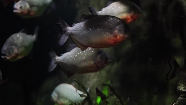 Primer Plano Pirañas Nadando Río Peces Peligrosos Nadando Agua Dulce — Vídeo de stock