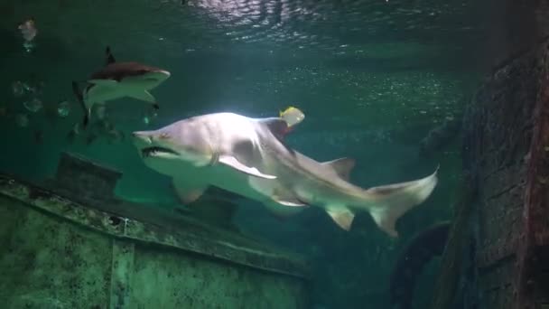 水族館で小さなサメや魚と大きなサメの水泳 水中の他の魚と危険な捕食者 — ストック動画