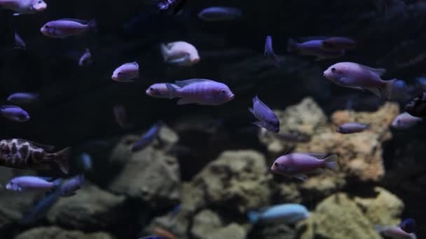 Detailní Záběr Cyhlasomu Vodě Červený Ďábel Cichlid Plavání Ostatními Ryby — Stock video