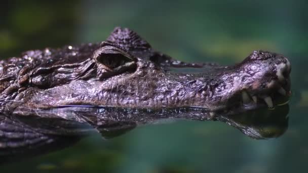 Close Crocodile Water Dangerous Predator Swims Other Fish Water — Stock Video