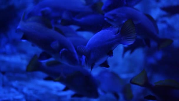 Zblízka Podmořského Světa Spoustou Ryb Skupina Ryb Plavat Akváriu Modrým — Stock video