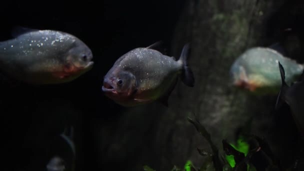 Gros Plan Piranha Nager Dans Rivière Poissons Dangereux Nageant Eau — Video
