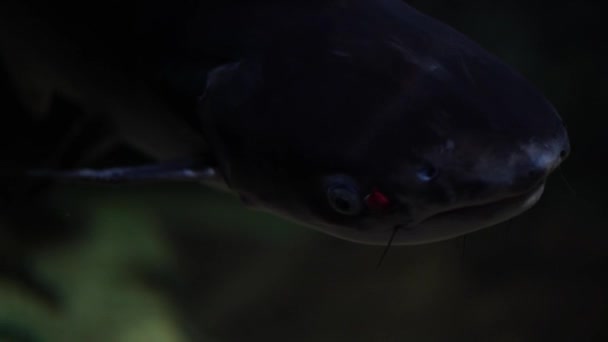 水の中でPangasiusのを閉じる 川で泳ぐ大きな魚の肖像画 — ストック動画