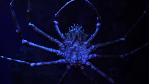 日本のクモのカニを水に閉じ込めます 青いLedライト付き水族館の巨大なクモのカニ — ストック動画