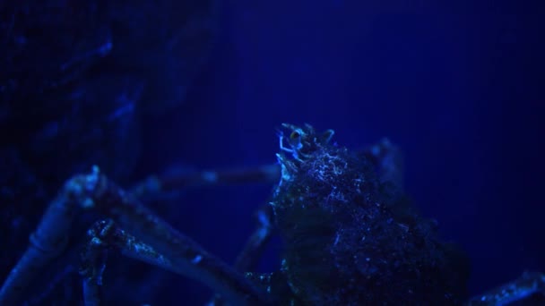 Närbild Japansk Spindelkrabba Vatten Jättespindelkrabba Akvarium Med Blått Ljus — Stockvideo