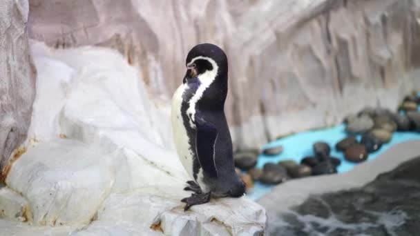 Pinguino Pulisce Costa Vicino Acqua Uccello Marino Pulito Acquario — Video Stock