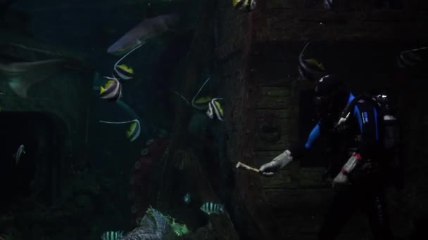 Voronezh Venäjä Joulukuu 2020 Sukeltajien Uinti Erilaisten Kalojen Ruokinta Akvaariossa — kuvapankkivideo