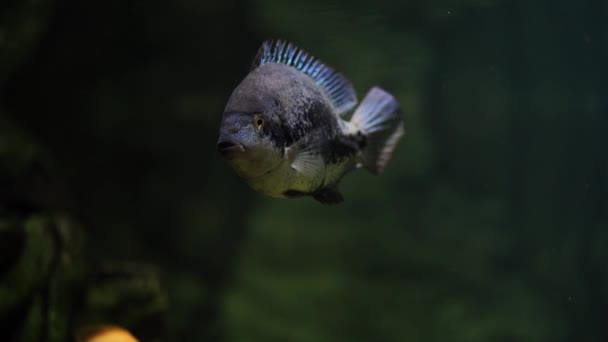 Zamknij cichlasoma w wodzie. Ryby z rodziny cichlidów pływające w akwarium. — Wideo stockowe