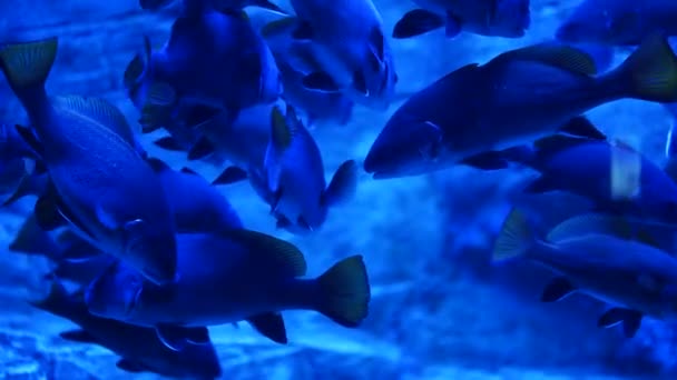 Close-up do mundo subaquático com muitos peixes. Grupo de peixes nadam em aquário com luz led azul. — Vídeo de Stock