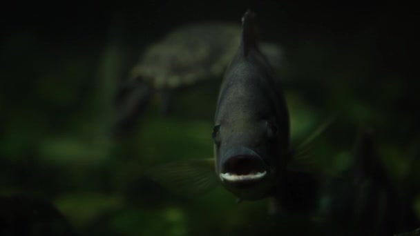 Primer plano de cicllasoma en agua. Peces representativos de la familia de los cíclidos nadando en acuario. — Vídeos de Stock