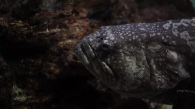 Deniz suyundaki orfoz balıklarına yaklaş. Okyanusta yüzen büyük balıkların portresi.