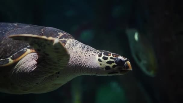 大海龟和各种鱼在水族馆里游泳.大海龟在水里. — 图库视频影像