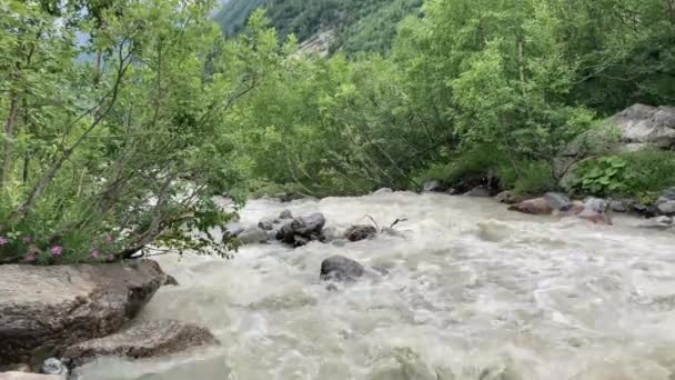 Río rápido cerca de la orilla verde. Rápida corriente limpia que fluye sobre piedras cerca de la costa con plantas verdes en el campo. — Vídeo de stock