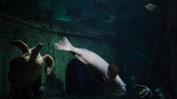 Stor havssköldpadda simmar med olika fiskar i akvarium. Jättesköldpadda i vatten. — Stockvideo