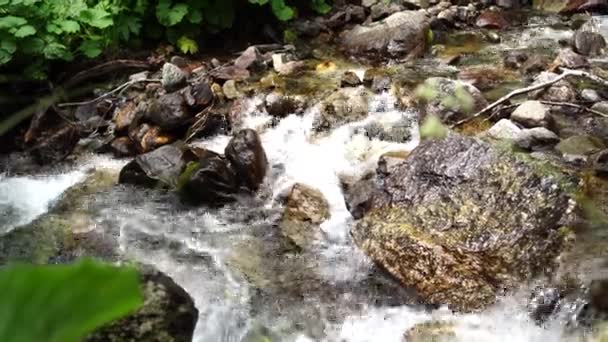 Rychlá řeka u zeleného břehu. Rychlý čistý potok tekoucí po kamenech u pobřeží se zelenými rostlinami na venkově. — Stock video