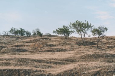 Bulutlu gökyüzünde büyüyen ağaçlar. Kuru tepede büyüyen ince ağaçlar güneşli bir yaz gününde bulutlu mavi gökyüzüne karşı kırsalda.