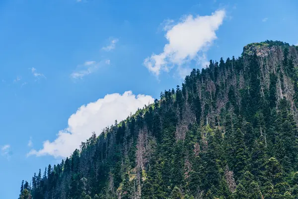Mavi gökyüzünün altında ormanla kaplı bir dağ sırtı. Güneşli yaz gününde mavi gökyüzünün altında yeşil yemyeşil yemyeşil yapraklarla kaplı dağ yamaçlarının ve tepelerin manzarası.