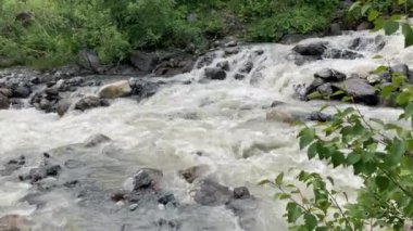 Yeşil kıyıya yakın hızlı nehir. Kırsal kesimde yeşil bitkilerle kıyıya yakın taşlarda akan hızlı ve temiz bir dere..