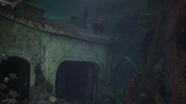 Primer Plano Varios Peces Nadando Gran Acuario Mundo Submarino Con — Vídeo de stock