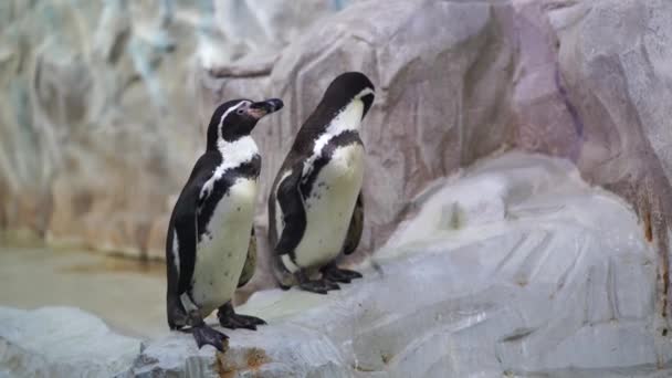 Pinguini Seduti Sulla Roccia Recinto Uccello Marino Guarda Intorno Altro — Video Stock