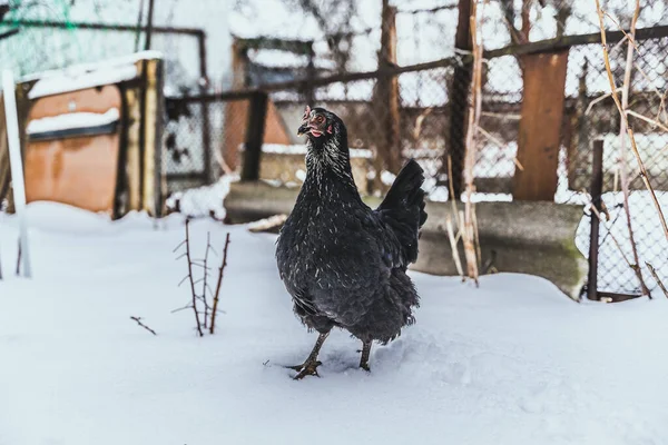 Close up of black chicken walking near fence in garden in wintertime