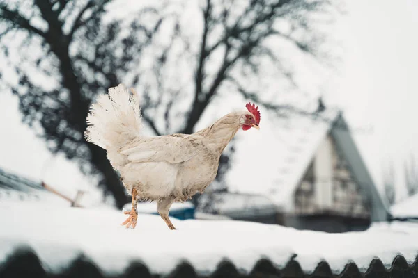 冬季在花园屋顶上散步的白脏鸡的近照 — 图库照片