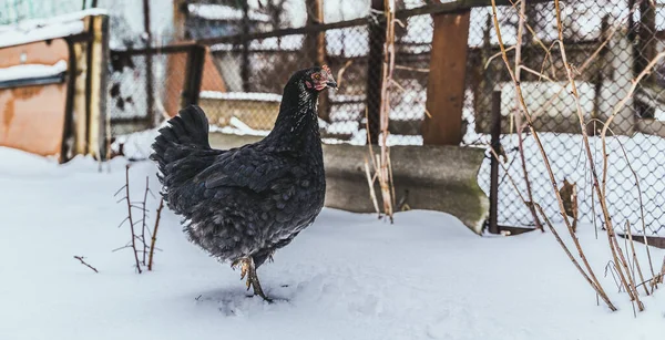 冬季在花园篱笆附近行走的黑鸡的近身特写 — 图库照片