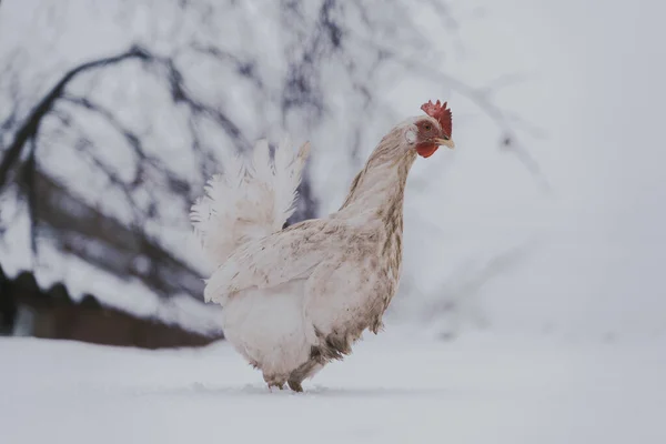 Close White Dirty Chicken Walking Roof Garden Wintertime — Stock Photo, Image