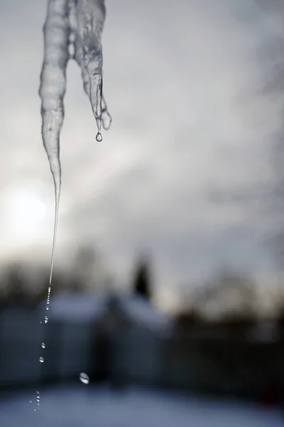 Close Big Melting Icicle Street Wintertime Frozen Icicle Garden Cloudy — Stock Photo, Image