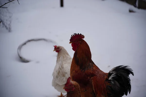 Großaufnahme Von Hühnern Mit Hahn Die Winter Hof Laufen — Stockfoto